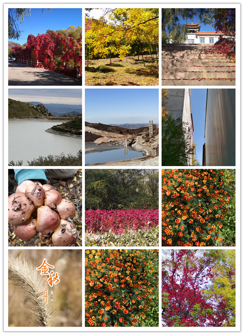 新华钼业“爱在金秋 美在新华”摄影摄像比赛圆满结束(图3)